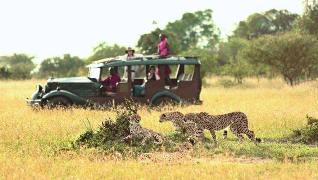 Wild Cheetah safari in Kenya.