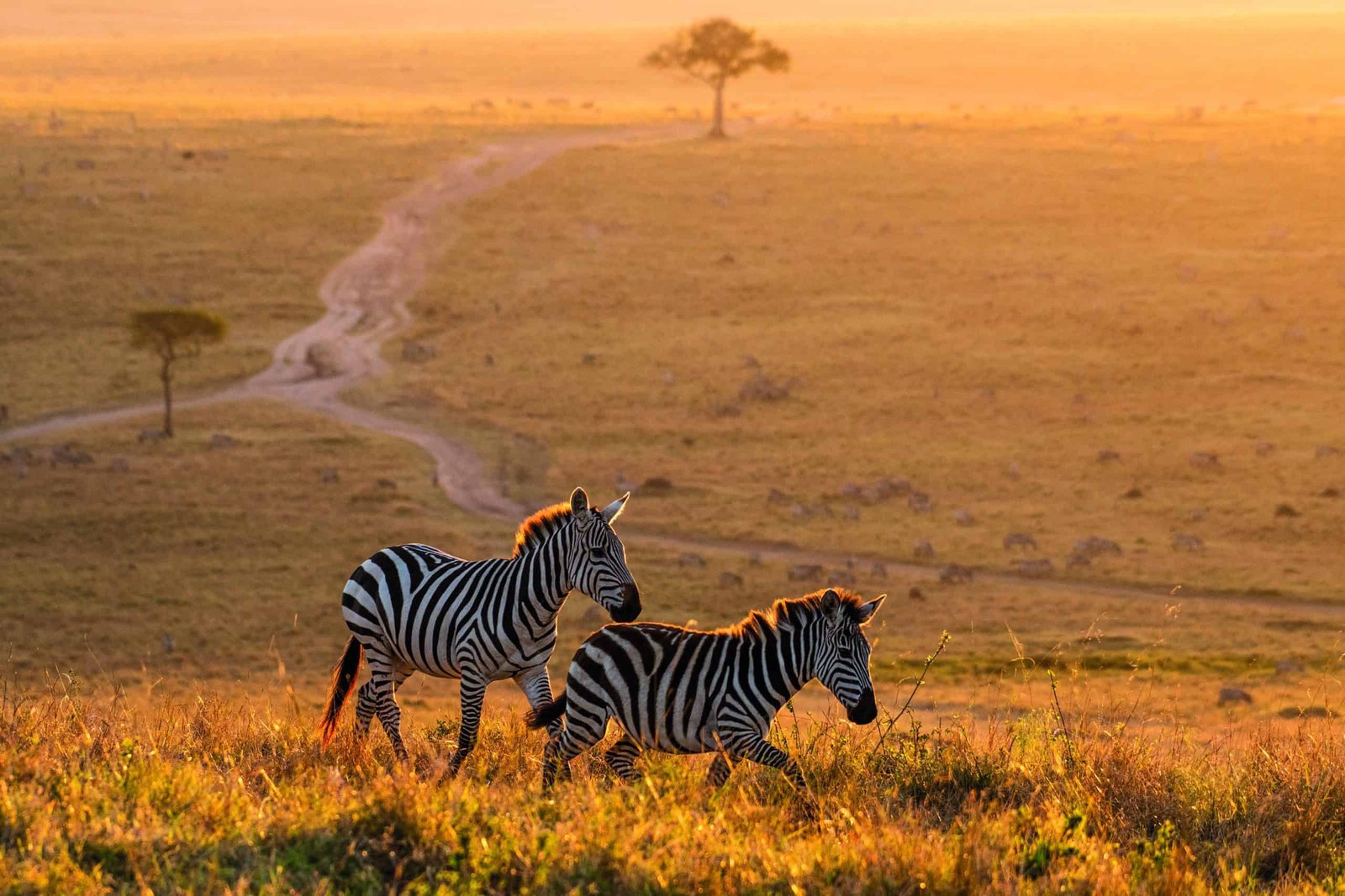 Two zebras travel through a grassy field at sunset, embodying the soul of the wild.