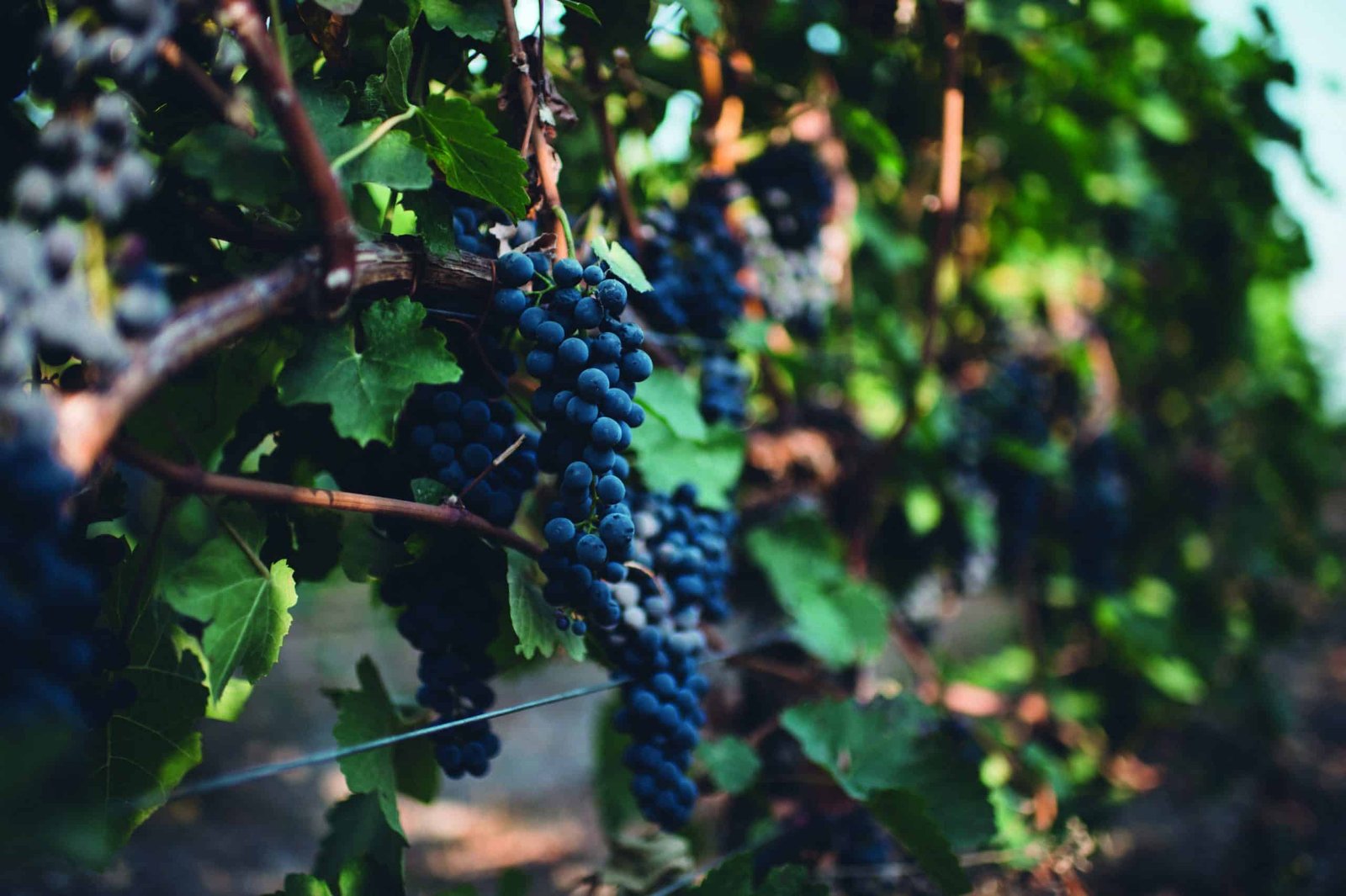 A dynamic close up of grapes on a vine, showcasing the forces at play.