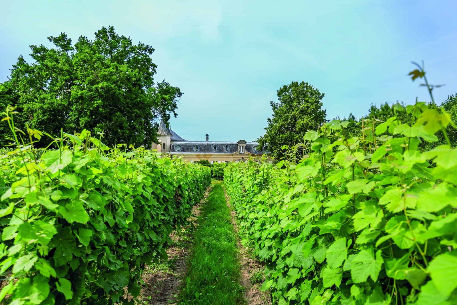 A vineyard with green vines, perfect for picking fruits and crops, and a charming house in the background.