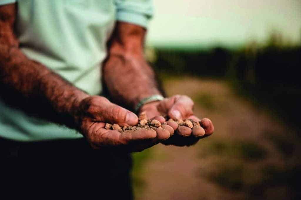 A man in Piedmont is holding a handful of seeds in his hands.