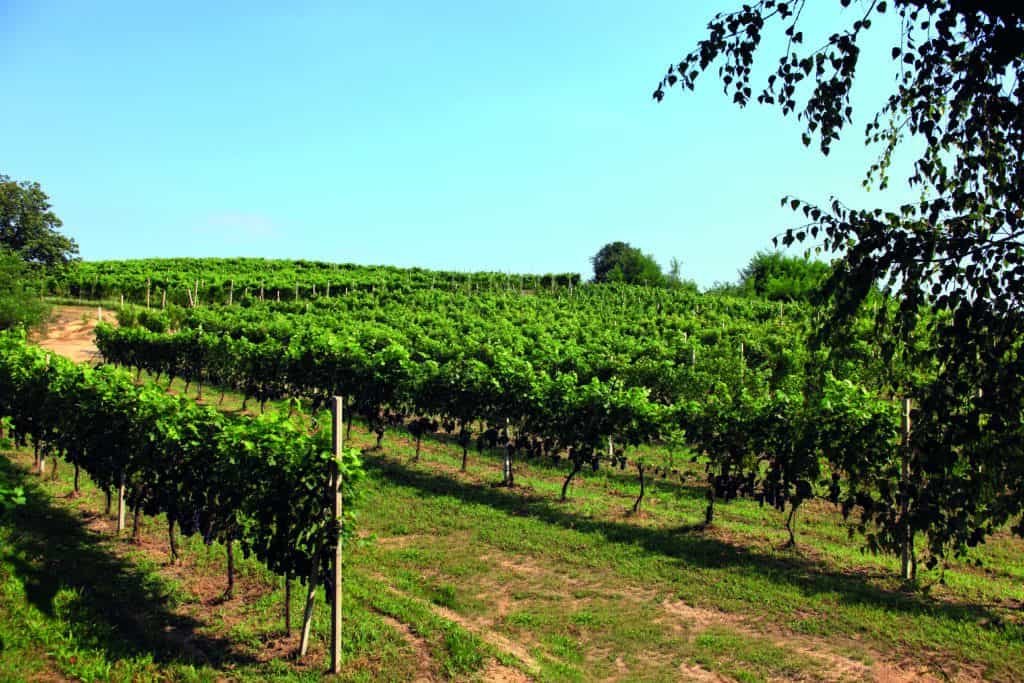 A Piedmont vineyard showcasing rows of vines renowned for their exquisite taste.